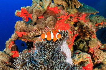 Naklejka na ściany i meble Beautiful Clownfish on a colorful tropical coral reef