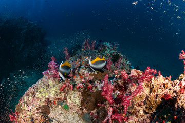 Swarms of tropical fish around a colorful coral reef