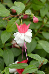 Fuchsia Gotenburg
