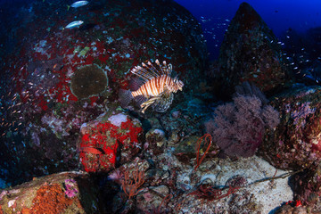 Fototapeta na wymiar Predatory Lionfish patrolling a deep, dark coral reef at dusk