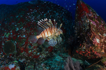 Naklejka na ściany i meble Predatory Lionfish patrolling a deep, dark coral reef at dusk