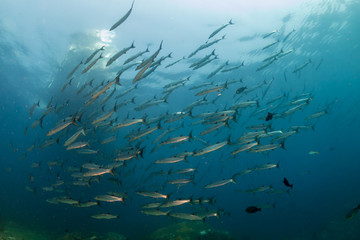 A large school of Barracuda patrolling a blue water ocean above a tropical coral reef