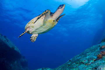 Hawksbill Sea Turtle swimming in blue water over a tropical coral reef