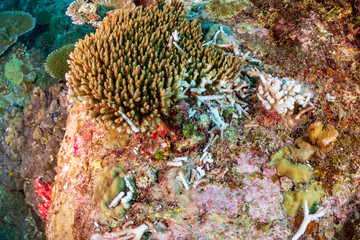 Bleached and broken hard corals on a damaged tropical reef