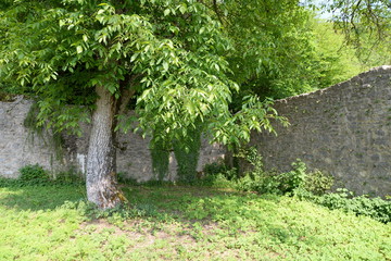 Eichelhaldenkeller  im Kochertal