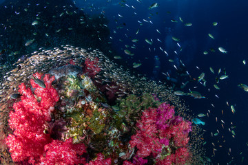 Fototapeta na wymiar Schools of colorful tropical fish swimming around a beautiful coral reef