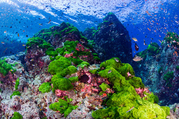 Schools of colorful tropical fish swimming around a beautiful coral reef © whitcomberd