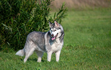 a portrait of an Alaskan Malamute dog in full growth, stands near a tall green bush, in the background and in the background green grass, a bright summer day
