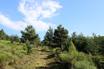 Fototapeta na wymiar Randonnée en Lozère - paysage avec arbre ciel et chemin