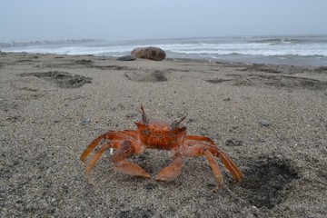 Red crab 2