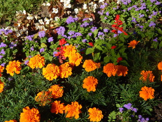 Multicolored flowers on a flower bed close-up