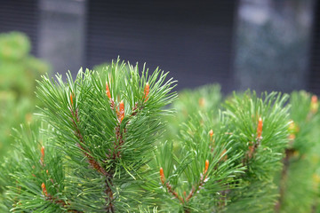 Fresh green fir branch in forest on blurred background. Pine tree branches.