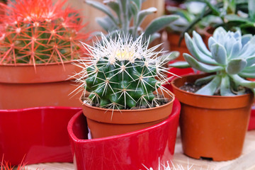 Green cactus plant with spikes around tree in red pot. Cactus sold in store.