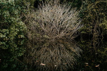 Natural mirror