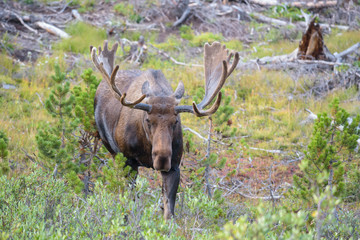 Shiras Moose in the Rocky Mountains of Colorado