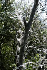 Obraz premium Gespinst der Gespinstmotte