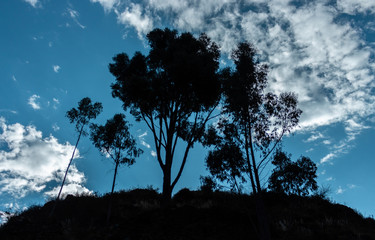 group of trees under blue sky