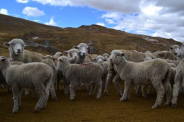 Group of sheeps