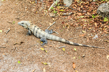 lizard