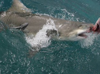 Obraz premium sea, water, ocean, animal, blue, mammal, swimming, fish, underwater, marine, swim, dolphins, nature, wild, whale, wildlife, shark,