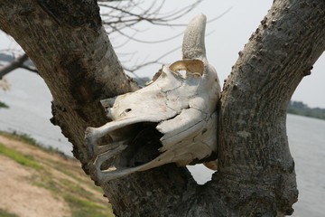 tree, nature, animal, trunk, old, wood, forest, green, skull, 