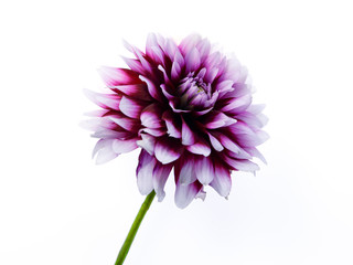 Purple dahlia flower with green stem silhouetted on white background.