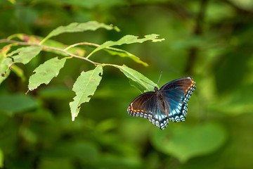 Blue Butterfly