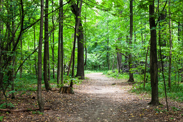 footpath in green park in august