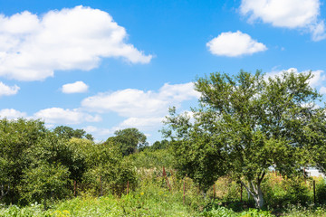 Fototapeta premium cherry trees in green rural garden under blue sky