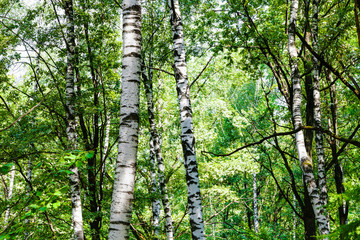 birch trees in green forest on sunny summer day