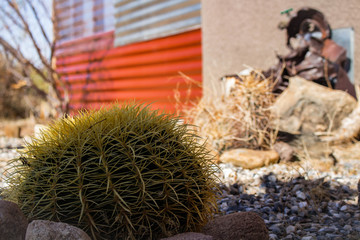 Yellow and Green Cactus