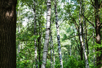 Fototapeta premium birch and oak trees in green forest on summer day