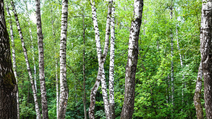 white birch trees in green forest on summer day