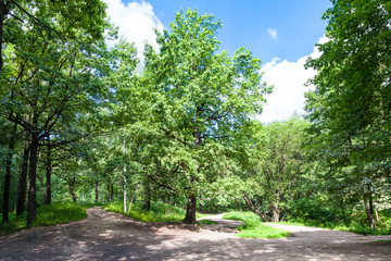 oak tree on forest glade on sunny summer day