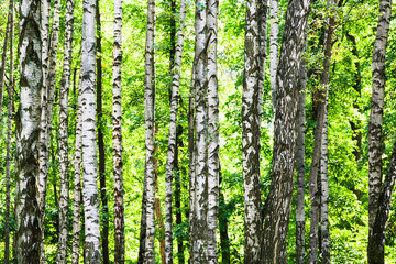 birch grove in green forest on sunny summer day