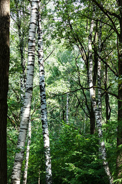 Fototapeta birch trees in green dense forest on summer day