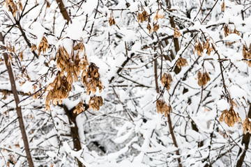 snow-covered maple seeds on branch in snowy forest