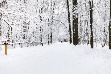 snow road in winter forest