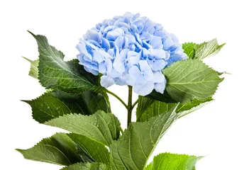 Fotobehang verse blauwe hortensia bloem geïsoleerd op wit © vvoe