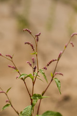 Fototapeta na wymiar vertically background with field plants