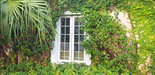 Wall cover with ivy and tropical and exotic plantsand one white window