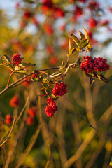 branch with red berries at sunset