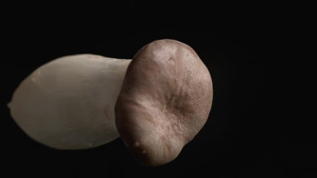 Camera follows throwing Pleurotus eryngii mushroom into water.  Shot with high speed camera, phantom flex 4K. Slow Motion.