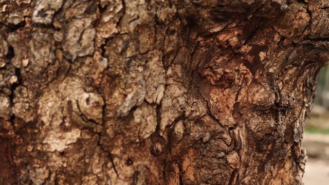 Close up, bark of tree