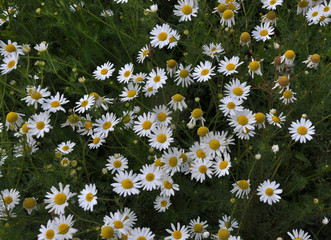 Fototapeta premium Flowers of camomile pharm