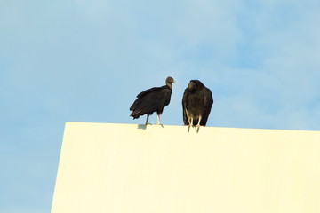 vulture bird couple on advertisement board in sky background