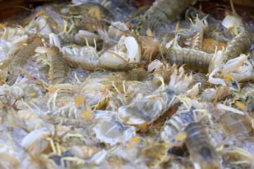 Fresh mantis shrimp