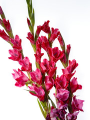 Hot pink gladiolus flowers with green stems silhouetted on white background