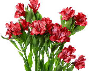 Red nadya flowers with green stems silhouetted on white background