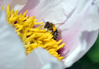Honey bee flies to the flower of the pion dendriform